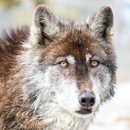 List 100+ Pictures wild spirit wolf sanctuary photos Latest