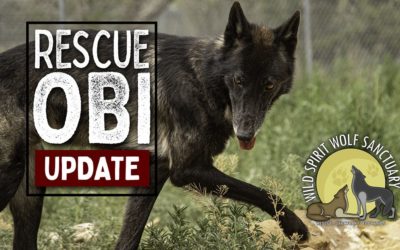 New Rescue Obi Update