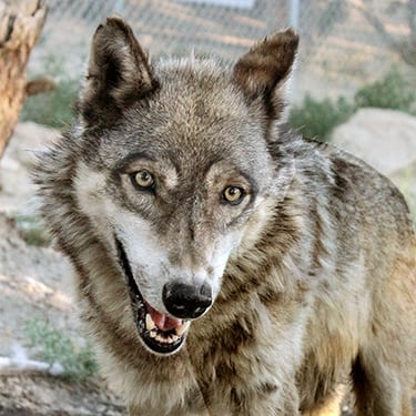 Argo | Wild Spirit Wolf Sanctuary