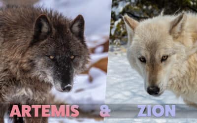 Double Feature: Artemis & Zion