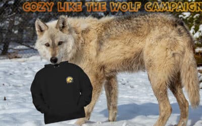 Cozy Like the Wolf Campaign
