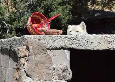 Wolfdog rescue, Brienne, receiving spring basket enrichment, 2020