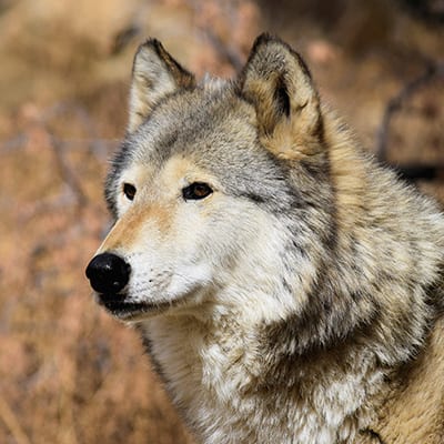 Dakota | Wild Spirit Wolf Sanctuary