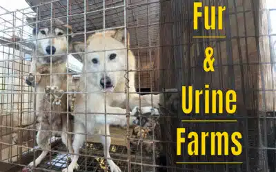 Fur & Urine Farms