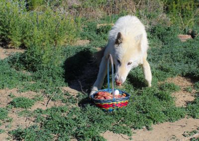 Wolfdog rescue, Zeus Spring Baskets, 2020