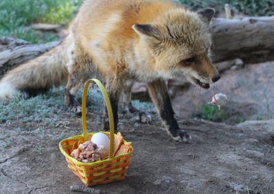 Fox rescue, Romeo Spring Baskets, 2020