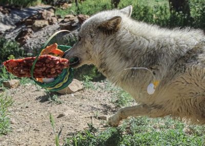 Wolfdog rescue, Draco Spring Baskets, 2020