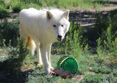Wolf rescue, Thunder Spring Baskets, 2020