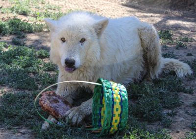 Wolf rescue, Flurry Spring Baskets, 2020