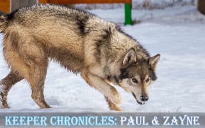 Keeper Chronicles: Paul & Zayne
