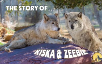 The Story of Kiska and Zeebie
