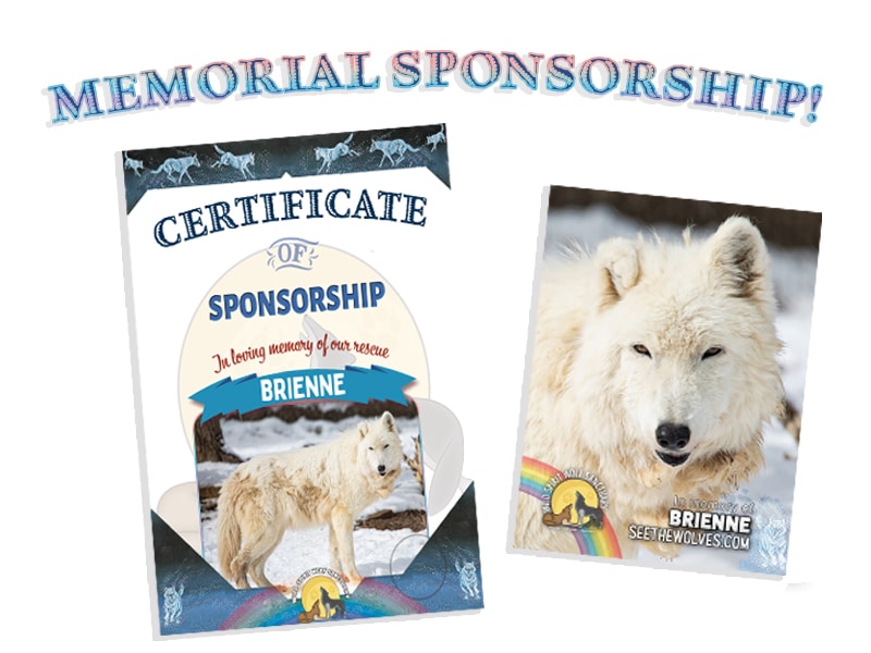 Memorial Sponsorship Ecwid Present Toss Enrichment Event