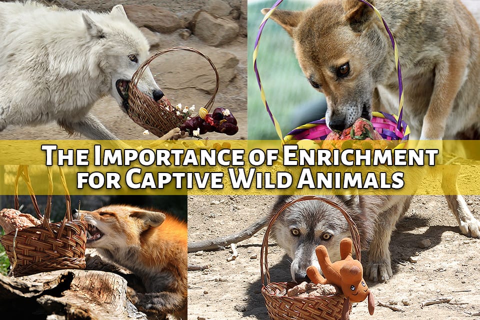 The Importance of Enrichment for Captive Wild Animals Wild Spirit