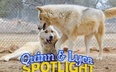 Spotlight: Quinn and Lyca