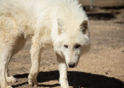 One of our Arctic wolves, Sugar