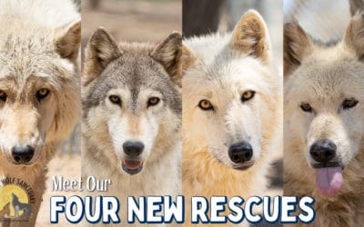 Four New Rescues!