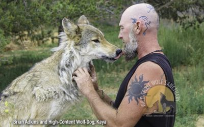 Wolf-Dog Ownership:  U.S. Regulations and Laws