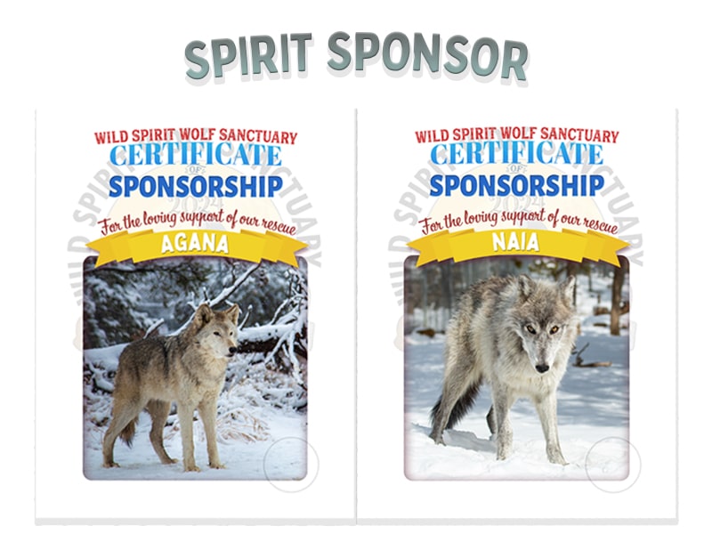 Spirit Sponsorship Ecwid Spring Basket Enrichment Event