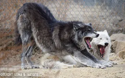 Spotlight – Luna and Jaeger