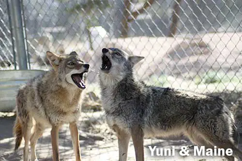 Coyotes Yuni and Maine Coyotes Yuni and Maine