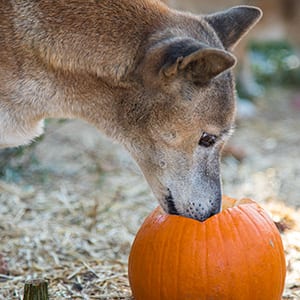 Pumpkin Toss Enrichment Event