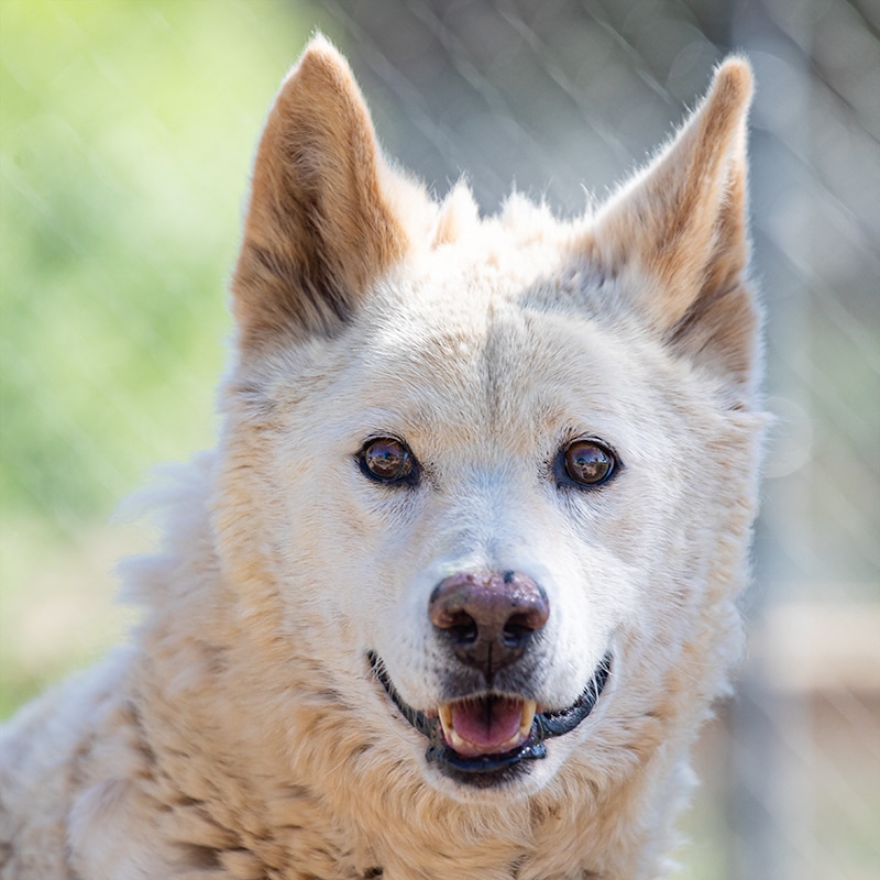 glacier_main Glacier - Australian Dingo