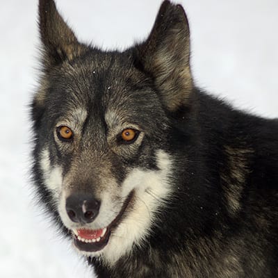 Juno | Wild Spirit Wolf Sanctuary