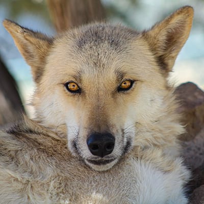 Leia | Wild Spirit Wolf Sanctuary