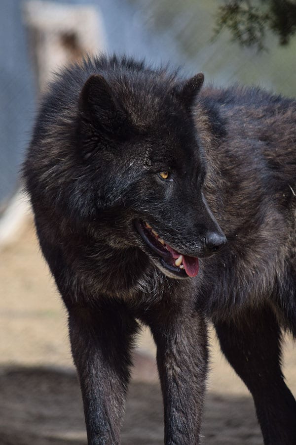 Why Wolf-Dogs Don’t Make Good Pets! | Wild Spirit Wolf Sanctuary