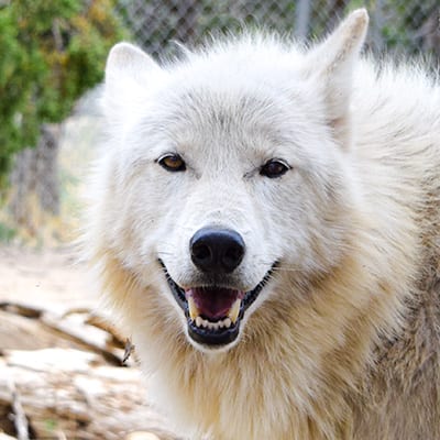Luna - Mid-Content Wolf-Dog