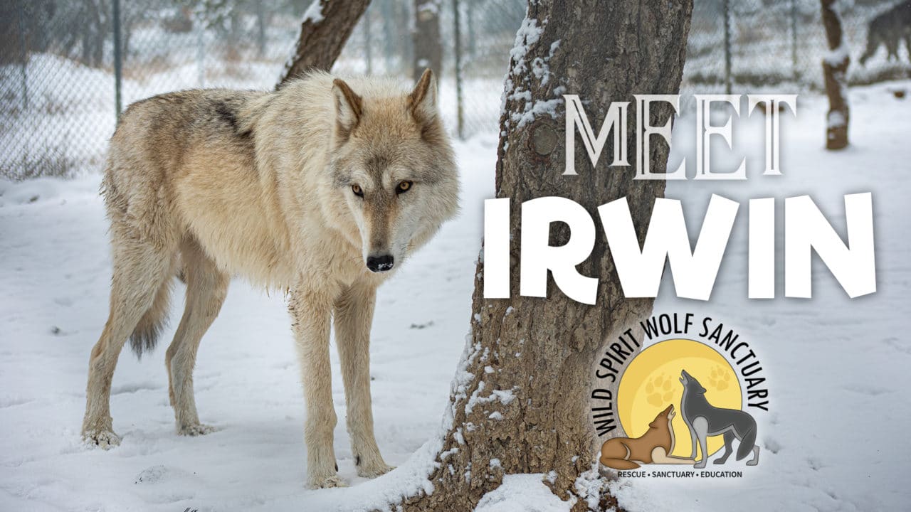 Rescue Missions | Wild Spirit Wolf Sanctuary