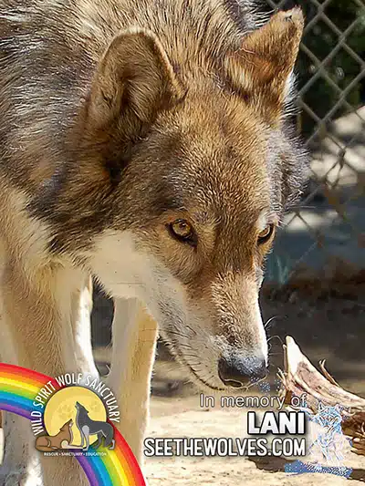 memorial-Lani-magnet