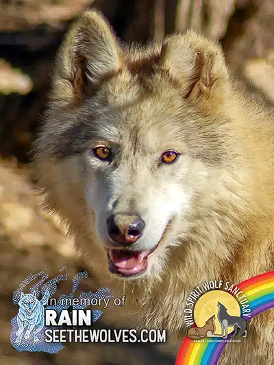 memorial-Rain-magnet