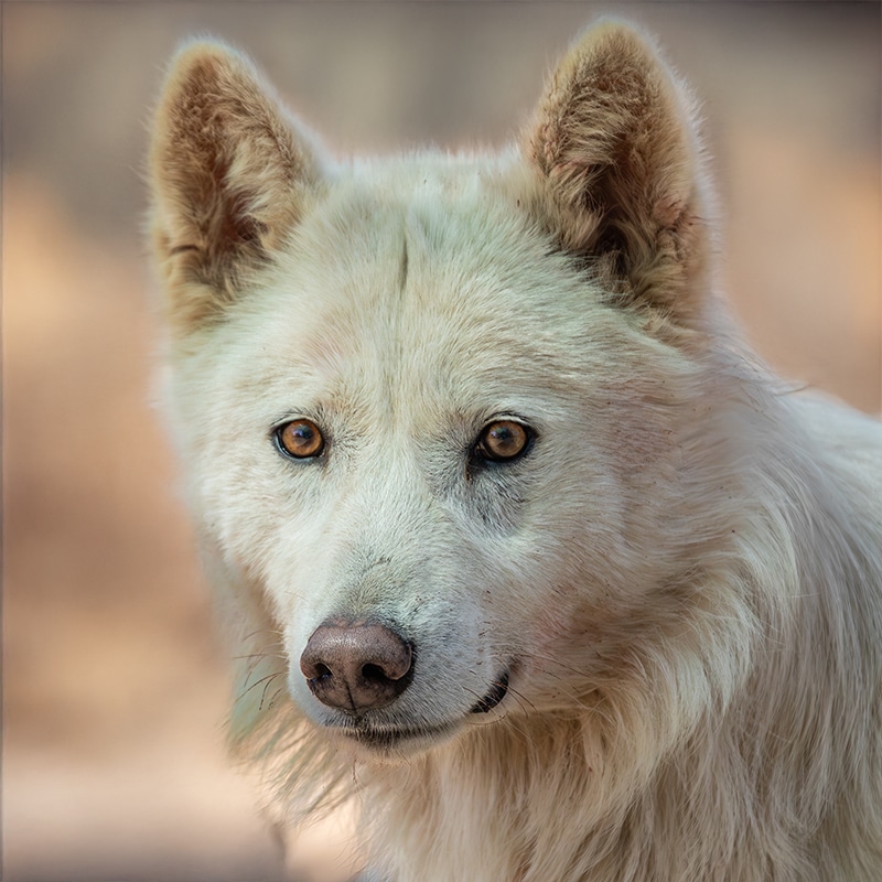 Milnor | Wild Spirit Wolf Sanctuary