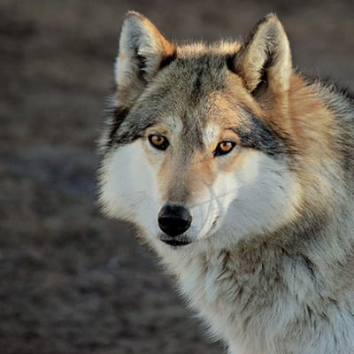 Oni | Wild Spirit Wolf Sanctuary