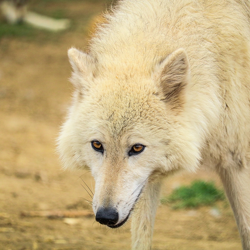 Sarkhan | Wild Spirit Wolf Sanctuary