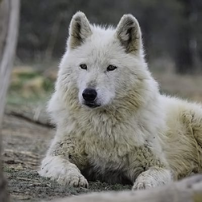 Savannah | Wild Spirit Wolf Sanctuary