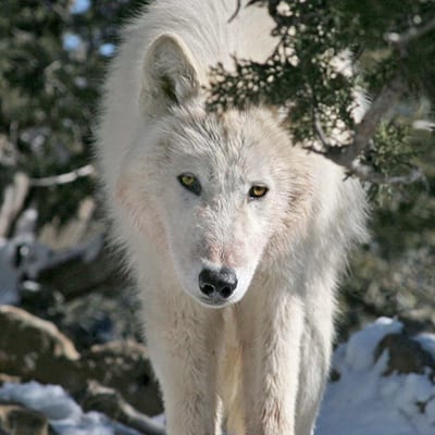 Teton - Arctic Wolf