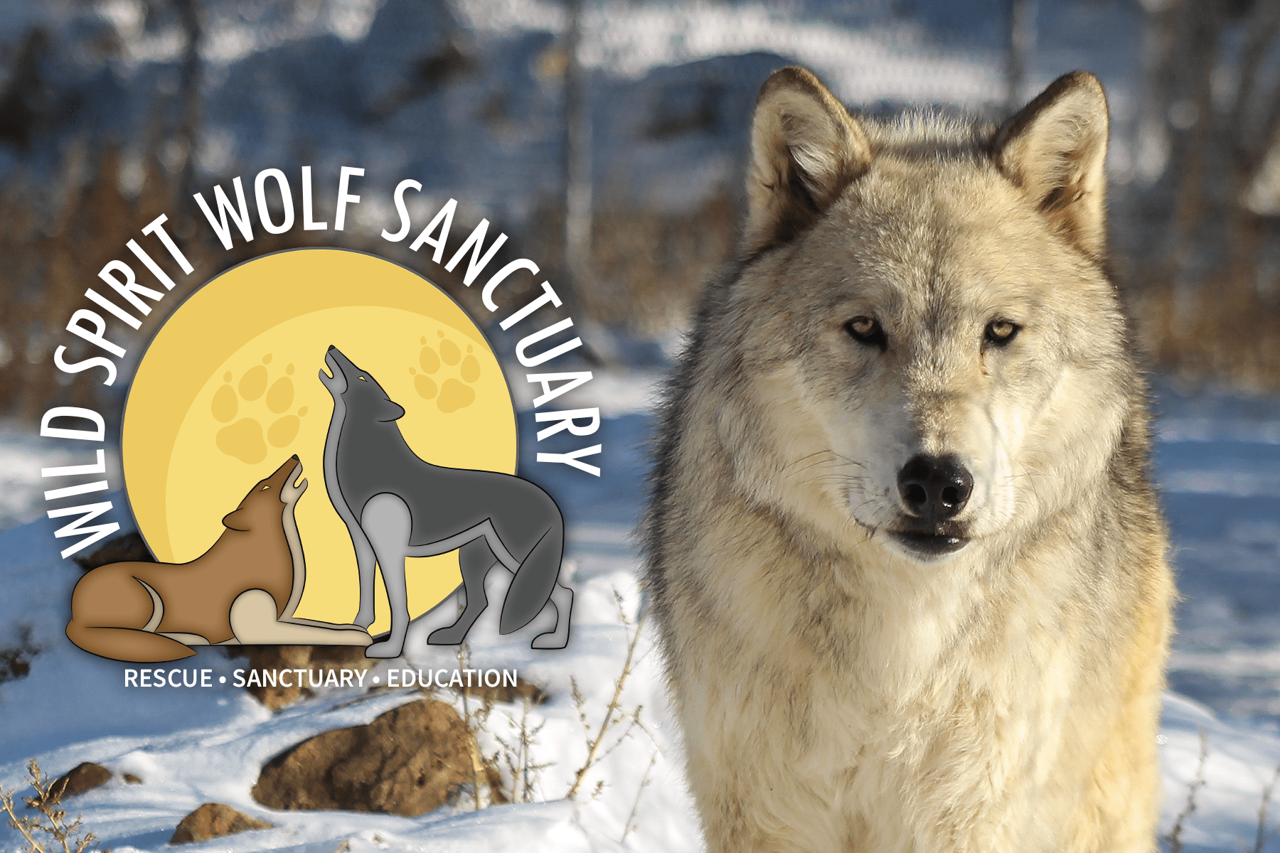 Wild Spirit Wolf Sanctuary Facilities